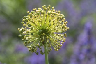Field leek (Allium ampeloprasum), withered, Westphalia, North Rhine-Westphalia, Germany