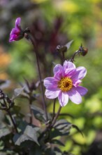 Flowering dahlia (Dahlia) colour pink, two flowers, North Rhine-Westphalia, Germany