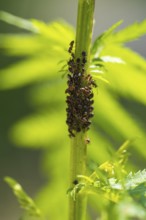Aphids and ants on the stem of a flower, North Rhine-Westphalia, Germany