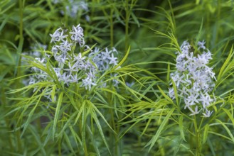 Blue star bush (Amsonia hubrichtii), North Rhine-Westphalia, Germany