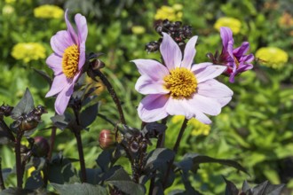 Two flowering dahlias (Dahlia) colour pink, two flowers, North Rhine-Westphalia, Germany