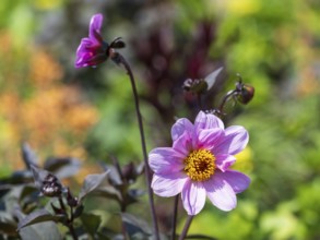 Flowering dahlia (Dahlia) colour pink, two flowers, North Rhine-Westphalia, Germany