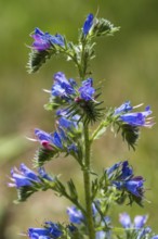 Echium callithyrsum (Echium vulgare), blue flowers, North Rhine-Westphalia, Germany