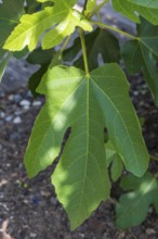 Leaf on a fig tree (Ficus carica), leaf, North Rhine-Westphalia, Germany