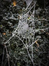 Delicate spider web, coated in frost, glistens under the bright winter sun. It hangs gracefully
