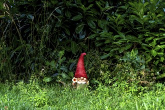 A charming ceramic garden gnome with a red hat sits among tall grass and vibrant foliage in a