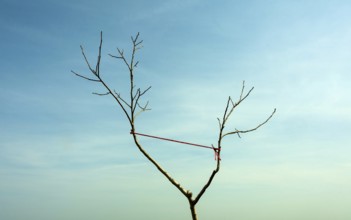 A lone tree with bare branches stands against a bright blue sky. A thin red string is tied to one