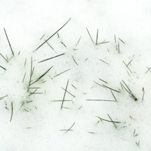 Serene winter landscape showcases scattered pine needles on a soft blanket of freshly fallen snow,