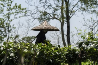 Tea estate workers plucking tea leafs using umbrellas at a tea estate during a hot summer day, in