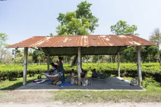 Tea estate workers plucking tea leafs as day care workers taking care of their children at a tea