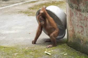 An orangutan uses a large aluminum bowl to shield itself from the sun during a hot summer day