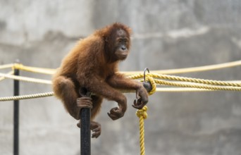 An orangutan sits on a metal bar inside its enclosure at Assam State Zoo in Guwahati, India, on