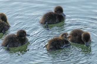 Ducklings in the clear water of the Hintersee near Ramsau in the morning. Water pearls on the