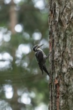 Three-toed woodpecker foraging in the Bavarian Alps