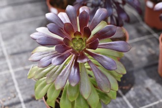 Close up of 'Aeonium Arboreum' succulent with green and dark purple leaves. Decorative