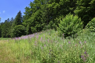 Rosebay Willowherb wildflowers and forest along hiking trail near Schwarzenbach Dam in the Black