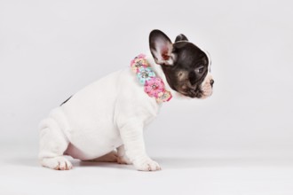 Pied French Bulldog dog puppy with woven flower collar