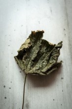 A curled and dried leaf displays its intricate texture as it lies on a neutral-toned surface,