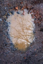 A puddle reflects a bare tree above, surrounded by muddy soil and scattered stones. The scene