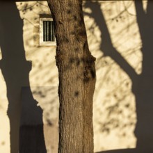 A large tree casts intricate shadows on a weathered wall, illuminated by the warm light of the