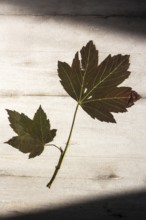 Two green leaves resting on aged wood highlight their intricate patterns and textures. Soft natural