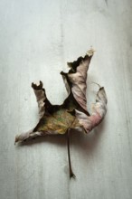 A dried leaf with intricate details mimics the shape of a bird while resting on a weathered