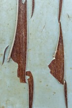 This close-up view showcases the intricate details of peeling paint, exposing the rich wood texture