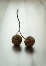 Two small, round dried pods are connected by a thin string. They lie on a light-colored, textured