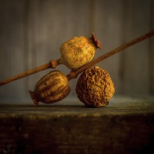 Three dried poppy seed heads are positioned with their stems intertwined