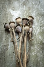 Dried poppy seed heads are arranged in a delicate cluster on a weathered wooden surface,