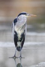 Grey heron (Ardea cinerea) Germany