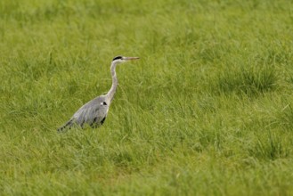 Grey heron (Ardea cinerea), Vulkaneifel, Rhineland-Palatinate, Germany