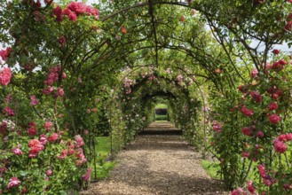 Romantic rose arch in a green garden with blooming pink roses, Netherlands