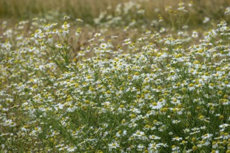 Matricaria chamomilla (Matricaria chamomilla) at the edge of a field, Münsterland, North