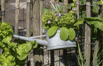 Zinc watering can as decoration on a garden fence, North Rhine-Westphalia, Germany