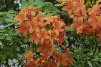 Orange-coloured flowers of the azalea (Azalea), North Rhine-Westphalia, Germany