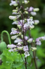 Bearded thread (Penstemon), Netherlands