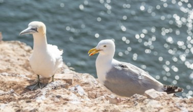 A herring gull (Larus argentatus), tagged, GPS transmitter on its back by scientists, research of