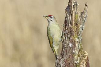 Grey-headed woodpecker (Picus canus), male sitting on a tree stump overgrown with moss and lichen,