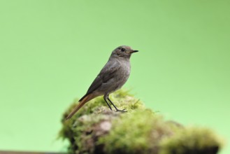 Black redstart (Phoenicurus ochruros), on a moss-covered tree stump in a garden, Wilnsdorf, North