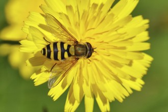 Garden hoverfly (Syrphus ribesii) on Hieracium lachenalii, Picris hieracioides (Picris