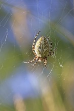 Aculepeira ceropegia, (Araneus ceropegia), macro photograph, spider, arachnid, Wilnsdorf, North