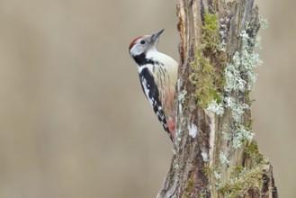 Middle spotted woodpecker (Dendrocopos medius) foraging on a tree stump overgrown with moss and