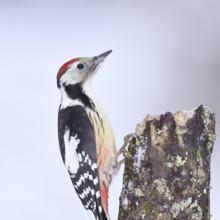 Middle spotted woodpecker (Dendrocopos medius) foraging on the trunk of a grey birch (Betula