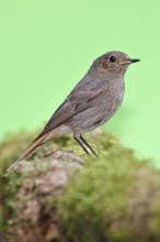Black redstart (Phoenicurus ochruros), on a moss-covered tree stump in a garden, Wilnsdorf, North