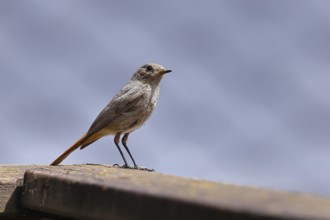 Black redstart (Phoenicurus ochruros), on a balcony, Wilnsdorf, North Rhine-Westphalia, Germany
