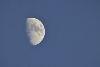 Moon (Luna), half moon in front of blue sky, waxing moon, Wilnsdorf, North Rhine-Westphalia,