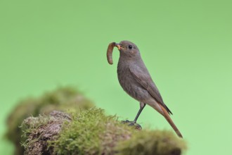 Black redstart (Phoenicurus ochruros), with a caterpillar as prey in its beak on a moss-covered