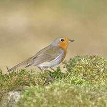 Robin (Erithacus rubecula), on mossy ground in the garden, Wilnsdorf, North Rhine-Westphalia,