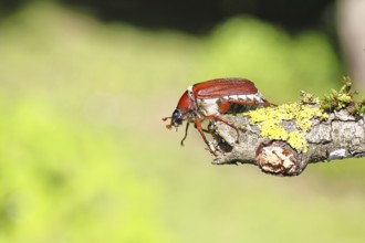 May beetle, wood cockchafer (Melolontha hippocastani), female, on a branch covered with lichen,